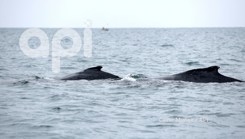 GYE-AVISTAMIENTO BALLENAS