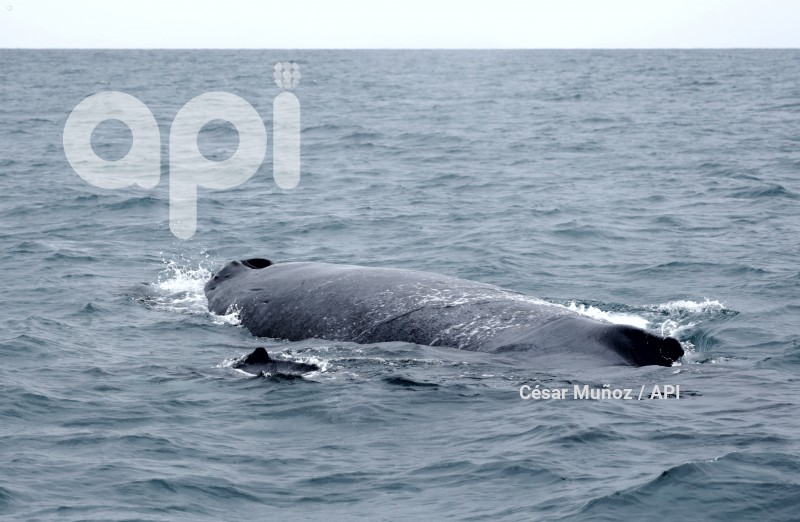 GYE-AVISTAMIENTO BALLENAS