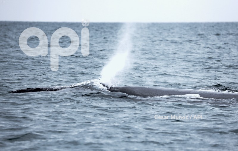 GYE-AVISTAMIENTO BALLENAS