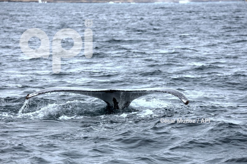 GYE-AVISTAMIENTO BALLENAS