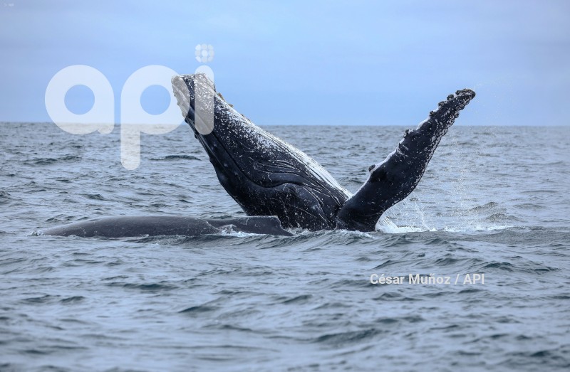 GYE-AVISTAMIENTO BALLENAS
