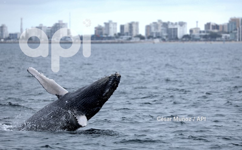 GYE-AVISTAMIENTO BALLENAS