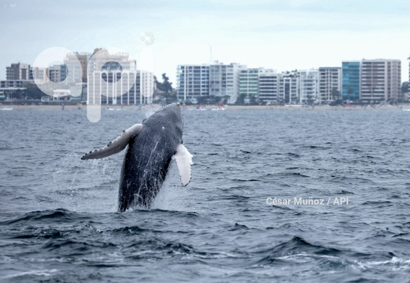 GYE-AVISTAMIENTO BALLENAS