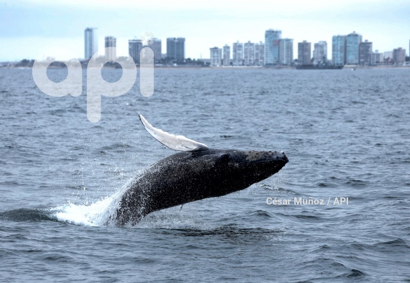 GYE-AVISTAMIENTO BALLENAS