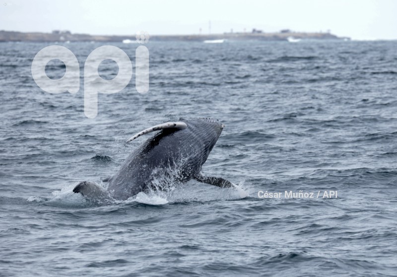 GYE-AVISTAMIENTO BALLENAS