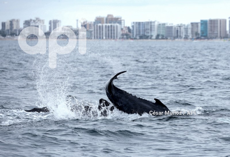 GYE-AVISTAMIENTO BALLENAS