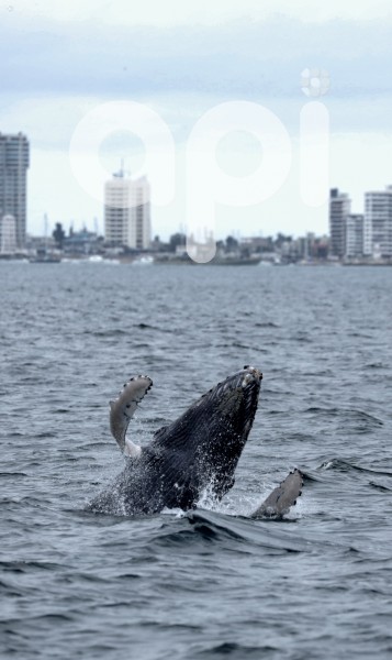 GYE-AVISTAMIENTO BALLENAS