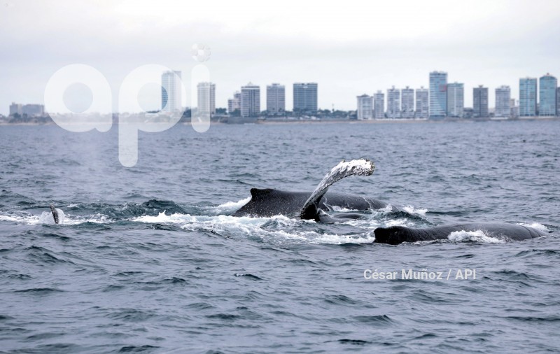 GYE-AVISTAMIENTO BALLENAS
