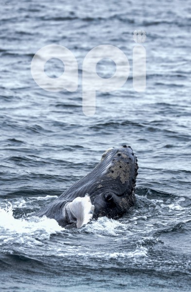 GYE-AVISTAMIENTO BALLENAS
