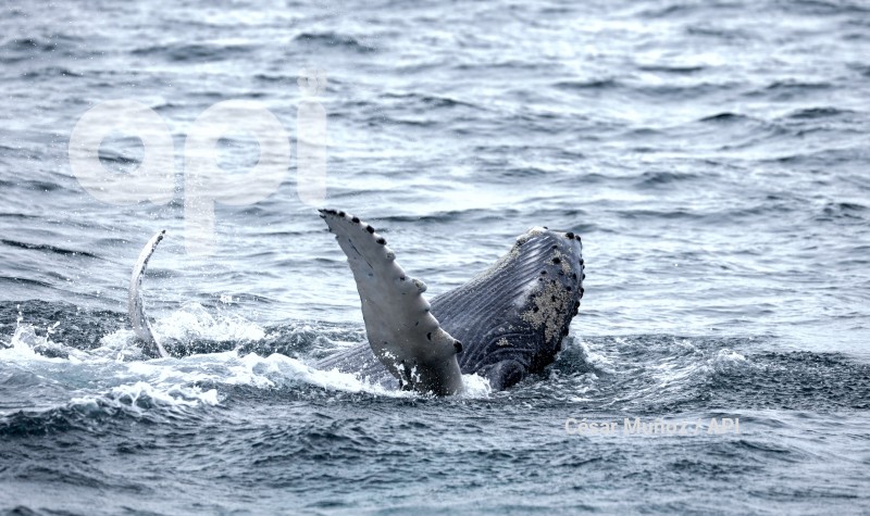 GYE-AVISTAMIENTO BALLENAS