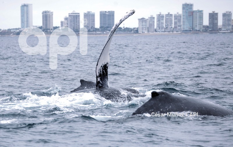 GYE-AVISTAMIENTO BALLENAS