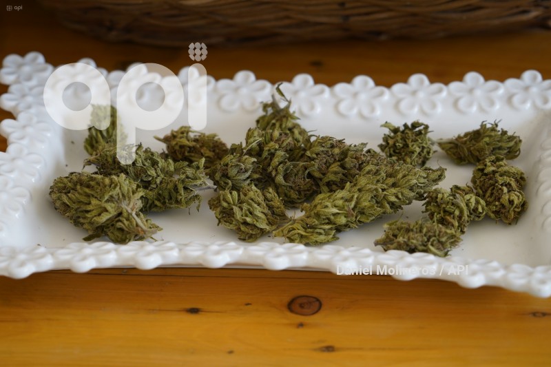 FESTIVAL-CANABIS-CANNABEFEST