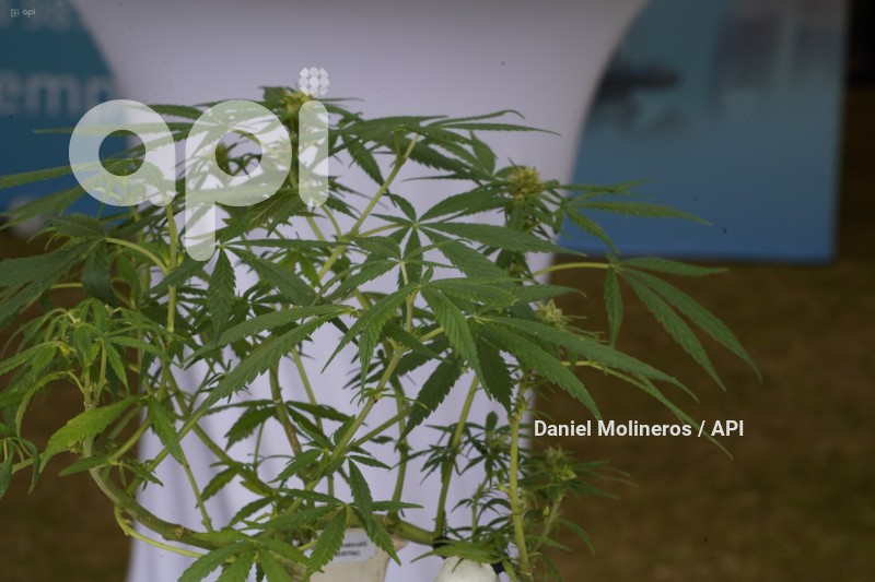 FESTIVAL-CANABIS-CANNABEFEST