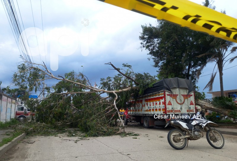 GYE-CAIDA ARBOL