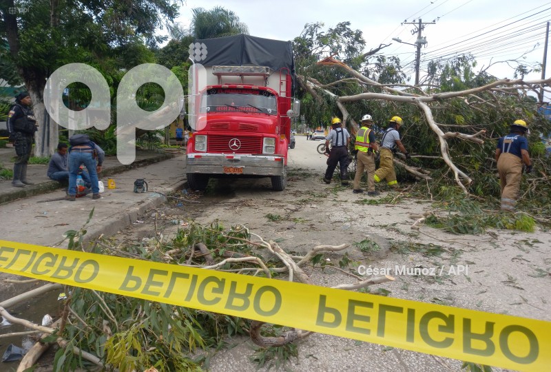 GYE-CAIDA ARBOL