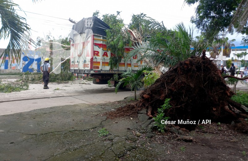 GYE-CAIDA ARBOL