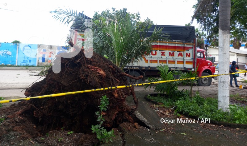 GYE-CAIDA ARBOL