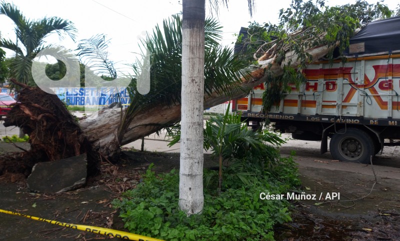 GYE-CAIDA ARBOL