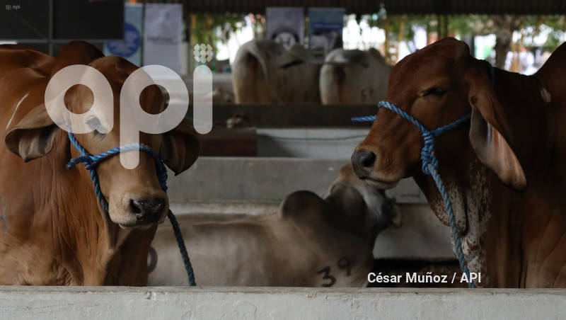GYE-FERIA GANADERA
