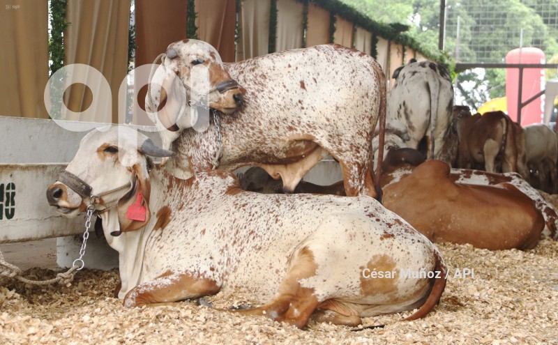 GYE-FERIA GANADERA