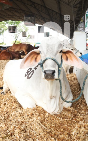 GYE-FERIA GANADERA