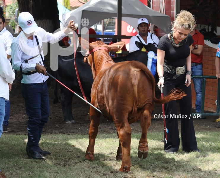 GYE-FERIA GANADERA