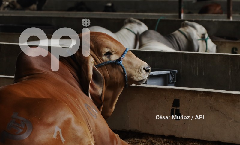 GYE-FERIA GANADERA