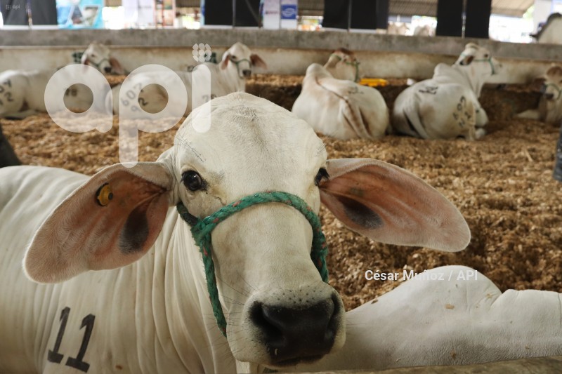 GYE-FERIA GANADERA