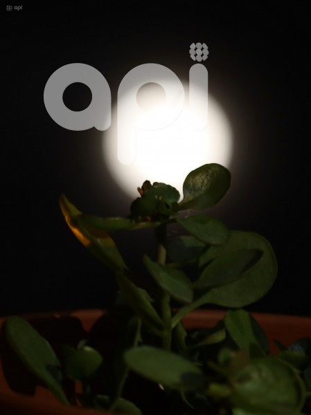 GYE-SUPERLUNA ESTURION