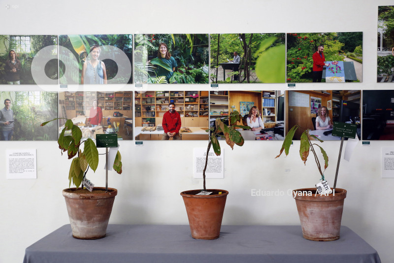 INT-CSIC-ECUADOR-ESPAÑA-CACAO