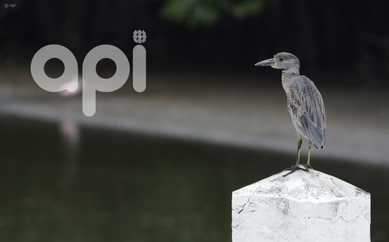 GYE-EL MORRO-AVES