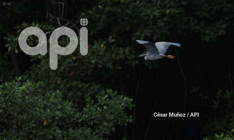 GYE-EL MORRO-AVES