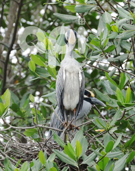 GYE-EL MORRO-AVES