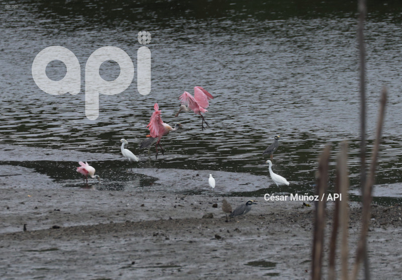 GYE-EL MORRO-AVES