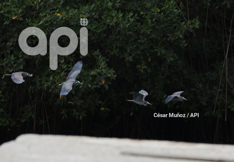 GYE-EL MORRO-AVES