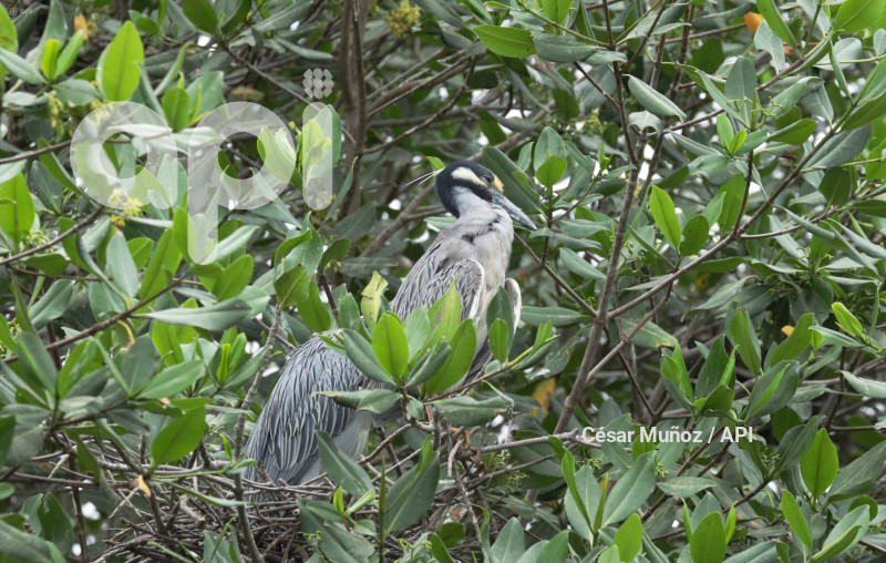 GYE-EL MORRO-AVES