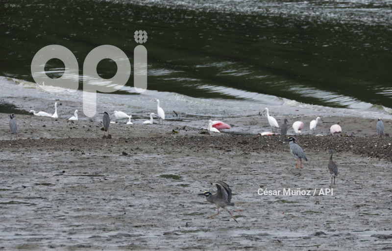 GYE-EL MORRO-AVES