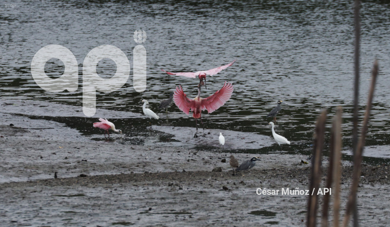 GYE-EL MORRO-AVES