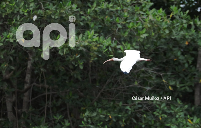 GYE-EL MORRO-AVES