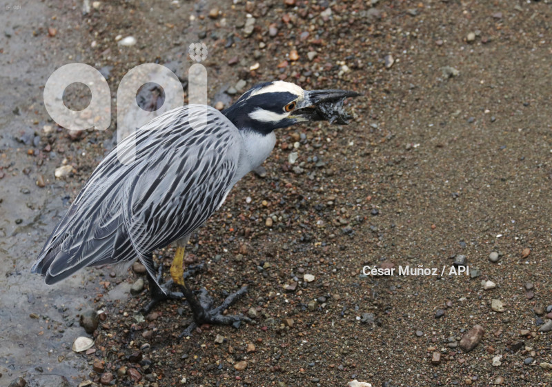 GYE-EL MORRO-AVES