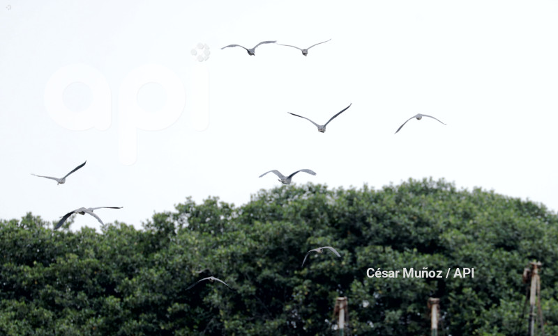 GYE-EL MORRO-AVES