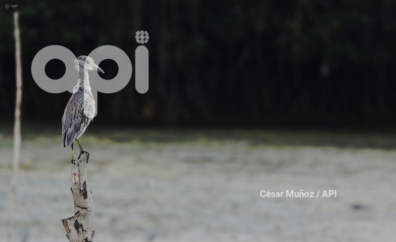 GYE-EL MORRO-AVES