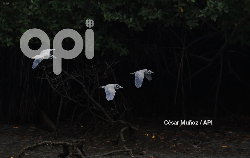 GYE-EL MORRO-AVES