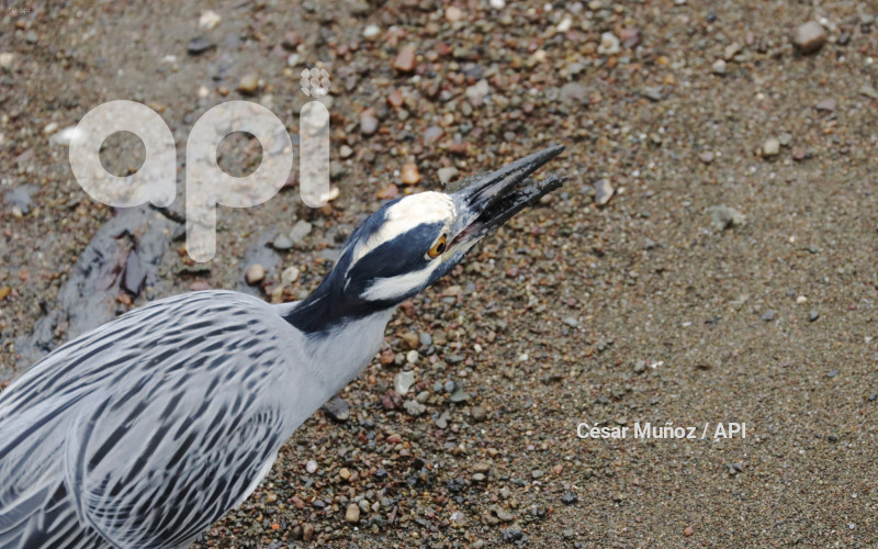 GYE-EL MORRO-AVES