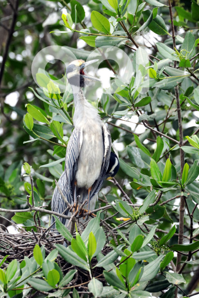GYE-EL MORRO-AVES