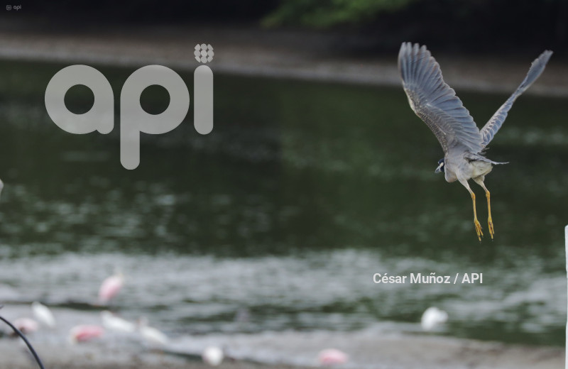 GYE-EL MORRO-AVES