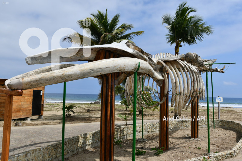 PTO LOPEZ-BALLENAS-FESTIVAL