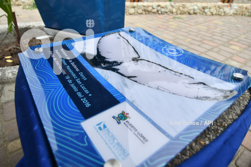 PTO LOPEZ-BALLENAS-FESTIVAL