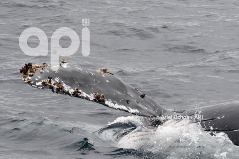 PTO LOPEZ-BALLENAS-OBSERVACION