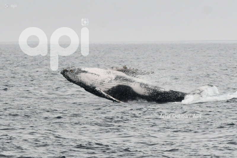 PTO LOPEZ-BALLENAS-OBSERVACION